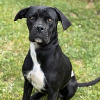 Zora CAA15423, chienne à adopter
