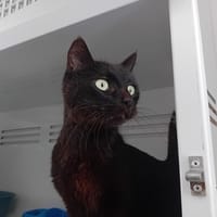 POGBA, chat à adopter