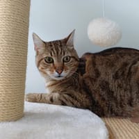 SOKS, chat à adopter