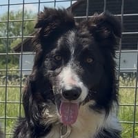 SPEEDY, chien à adopter
