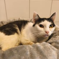 Bichette CAB5212, chatte à adopter