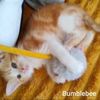 Bumblebee, chat à adopter