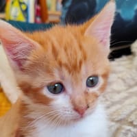 Bubble, chat à adopter