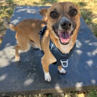 MILO, chien à adopter