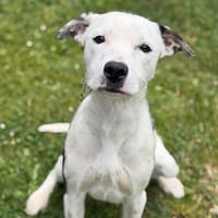 Nala CAA15422, chienne à adopter