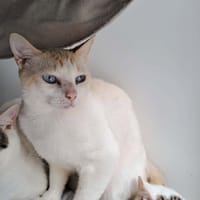 CHAOURCE QCT, chat à adopter