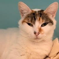 Ophelie CAB5265, chatte à adopter
