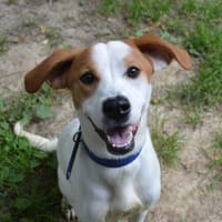CACAHUETE CHAO, chienne à adopter