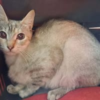 MOZZA QCT, chatte à adopter