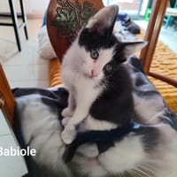 BABIOLE, chatte à adopter