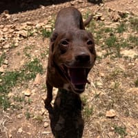 TACOS, chien à adopter