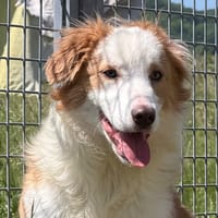 NELSON, chien à adopter