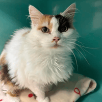 POUILLETTE, chatte à adopter