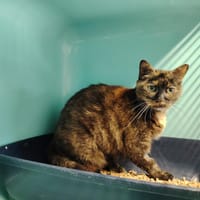 MARGARITA, chatte à adopter
