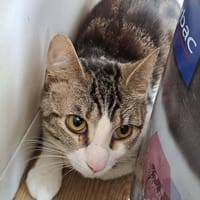 BOURSIN QCT, chat à adopter