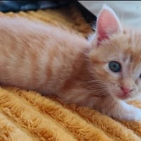 Bretzel, chatte à adopter