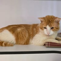 Aloe, chat à adopter