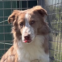 CASPER, chien à adopter