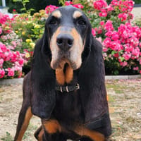 AVANA, chienne à adopter
