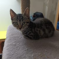DARCY, chatte à adopter