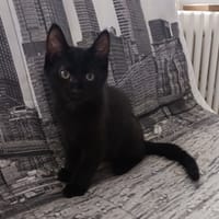 ROY, chat à adopter