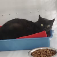 HANNO, chat à adopter
