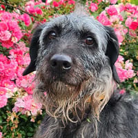 PLUME, chienne à adopter