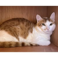 Matcha, chat à adopter