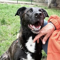 VUMPER, chienne à adopter