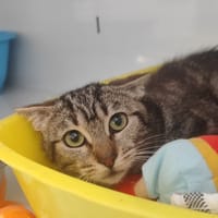 OMEGUY, chatte à adopter