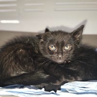 Bennett, chat à adopter