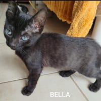 BELLA, chatte à adopter
