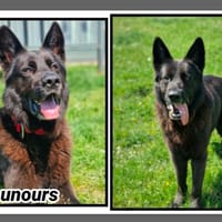 Nounours, chien à adopter