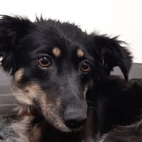 Zaïzaï, chienne à adopter