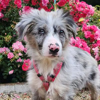 TIRAMISU, chien à adopter