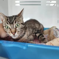 BUNZO, chat à adopter