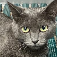 GRISETTE, chatte à adopter