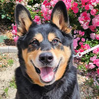 AYWA, chienne à adopter