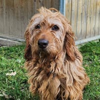 PIRATE, chien à adopter