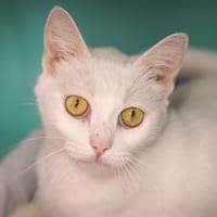 ANCOLIE, chatte à adopter