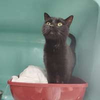 BEETHOVEN, chat à adopter