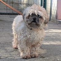 Tutzy, chien à adopter