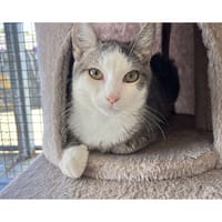 Rajah, chat à adopter