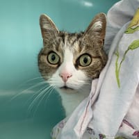 TIGROU, chat à adopter