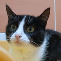 AZALEE, chatte à adopter