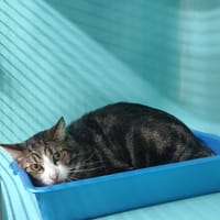 P'TIT COEUR, chat à adopter