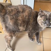 BONNIE réservée, chatte à adopter