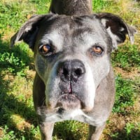 TARTINE, chienne à adopter
