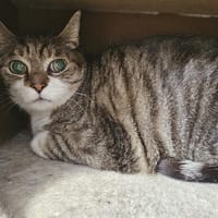 Fripouille, chat à adopter