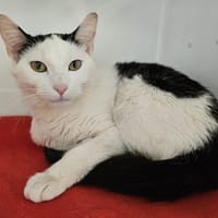 Lyra, chatte à adopter
